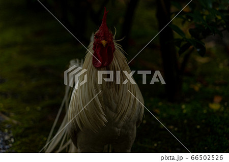 伊勢神宮 神鶏 長鳴鶏 伊勢神宮 神鶏 長鳴鶏 66502526