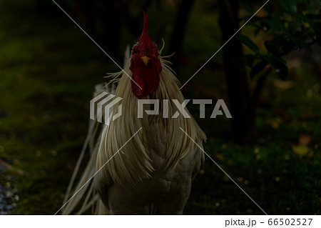 伊勢神宮　神鶏　長鳴鶏　 66502527
