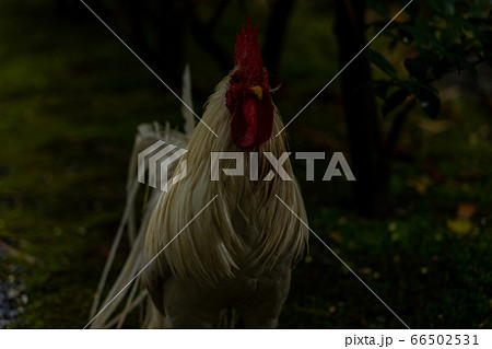 伊勢神宮　神鶏　長鳴鶏　 66502531