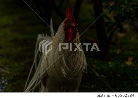 伊勢神宮　神鶏　長鳴鶏　 66502534