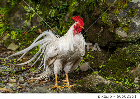 伊勢神宮 神鶏 長鳴鶏 の写真素材