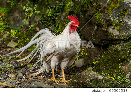 伊勢神宮 神鶏 長鳴鶏 伊勢神宮 神鶏 長鳴鶏 66502553