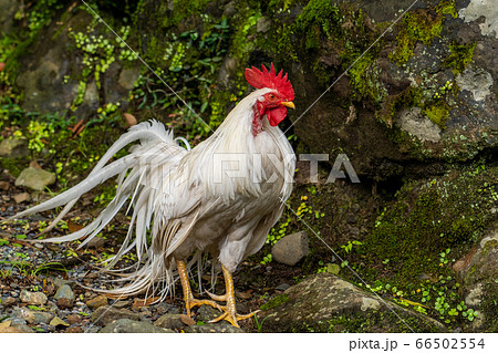 伊勢神宮 神鶏 長鳴鶏 の写真素材