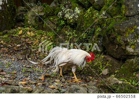 伊勢神宮 神鶏 長鳴鶏 の写真素材