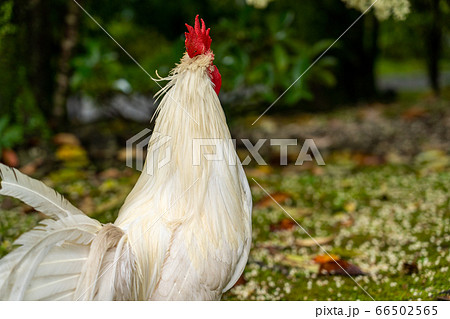 伊勢神宮 神鶏 長鳴鶏 伊勢神宮 神鶏 長鳴鶏 66502565