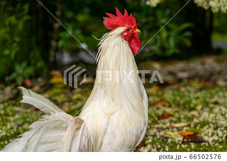 伊勢神宮 神鶏 長鳴鶏 伊勢神宮 神鶏 長鳴鶏 66502576