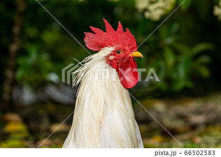 伊勢神宮　神鶏　長鳴鶏　 66502583