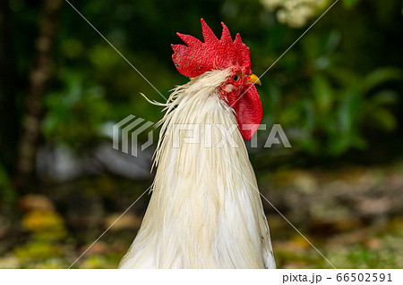 伊勢神宮　神鶏　長鳴鶏　 66502591