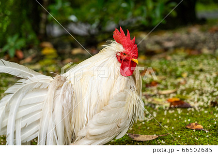 伊勢神宮 神鶏 長鳴鶏 の写真素材