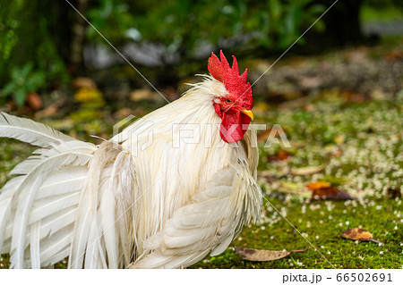 伊勢神宮 神鶏 長鳴鶏 伊勢神宮 神鶏 長鳴鶏 66502691