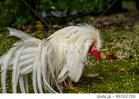 伊勢神宮 神鶏 長鳴鶏 伊勢神宮 神鶏 長鳴鶏 66502700