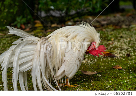 伊勢神宮 神鶏 長鳴鶏 の写真素材