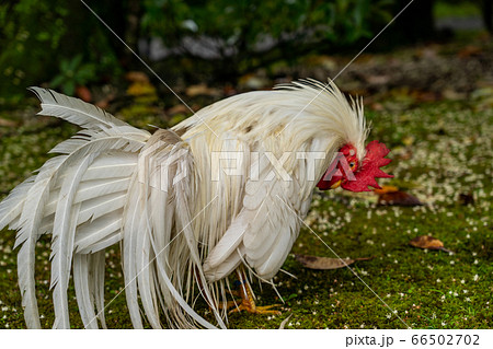 伊勢神宮 神鶏 長鳴鶏 伊勢神宮 神鶏 長鳴鶏 66502702