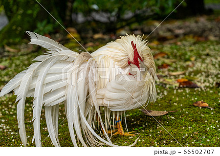 伊勢神宮 神鶏 長鳴鶏 伊勢神宮 神鶏 長鳴鶏 66502707