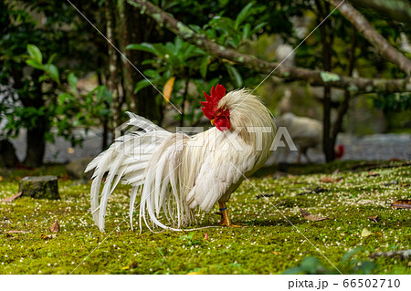 伊勢神宮 神鶏 長鳴鶏 伊勢神宮 神鶏 長鳴鶏 66502710