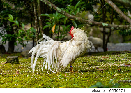 伊勢神宮 神鶏 長鳴鶏 の写真素材