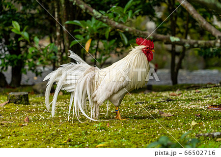 伊勢神宮 神鶏 長鳴鶏 伊勢神宮 神鶏 長鳴鶏 66502716