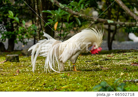 伊勢神宮　神鶏　長鳴鶏　 66502718