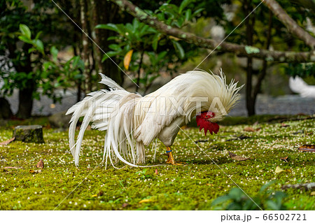 伊勢神宮 神鶏 長鳴鶏 伊勢神宮 神鶏 長鳴鶏 66502721