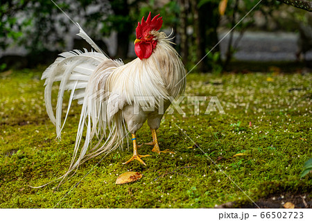 伊勢神宮 神鶏 長鳴鶏 の写真素材