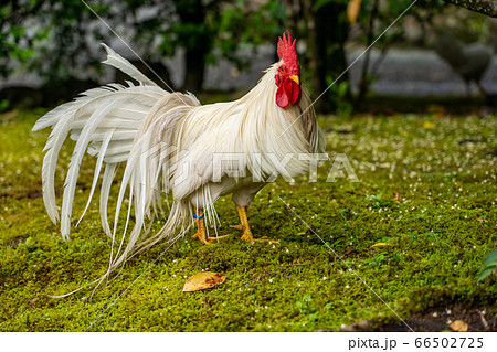 伊勢神宮　神鶏　長鳴鶏　 66502725