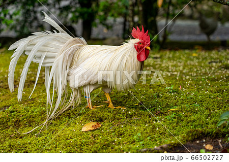 伊勢神宮 神鶏 長鳴鶏 伊勢神宮 神鶏 長鳴鶏 66502727