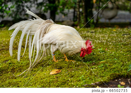 伊勢神宮　神鶏　長鳴鶏　 66502735