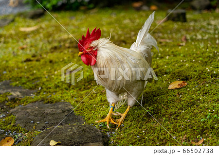 伊勢神宮 神鶏 長鳴鶏 伊勢神宮 神鶏 長鳴鶏 66502738