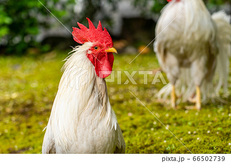 伊勢神宮 神鶏 長鳴鶏 伊勢神宮 神鶏 長鳴鶏 66502739