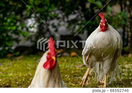 伊勢神宮 神鶏 長鳴鶏 伊勢神宮 神鶏 長鳴鶏 66502740
