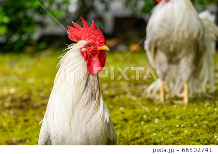 伊勢神宮 神鶏 長鳴鶏 伊勢神宮 神鶏 長鳴鶏 66502741