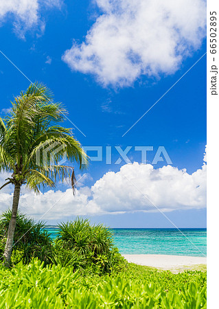 南国イメージ　沖縄　夏イメージ 66502895