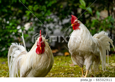 伊勢神宮 神鶏 長鳴鶏 伊勢神宮 神鶏 長鳴鶏 66502911