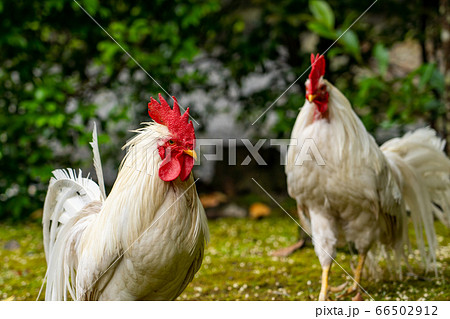 伊勢神宮　神鶏　長鳴鶏　 66502912