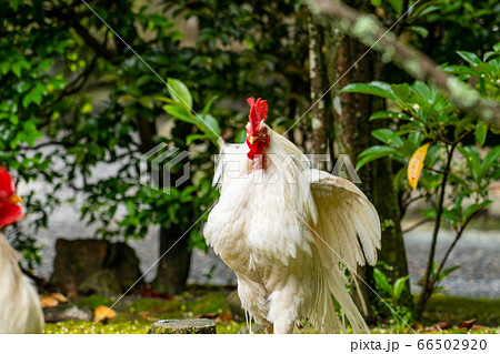 伊勢神宮 神鶏 長鳴鶏 の写真素材