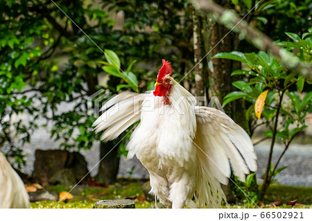 伊勢神宮　神鶏　長鳴鶏　 66502921