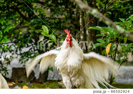 伊勢神宮 神鶏 長鳴鶏 伊勢神宮 神鶏 長鳴鶏 66502924
