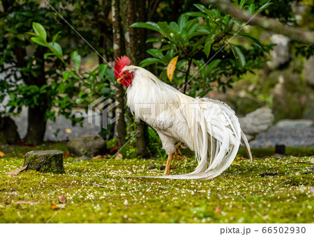 伊勢神宮 神鶏 長鳴鶏 の写真素材