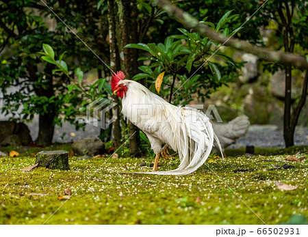 伊勢神宮　神鶏　長鳴鶏　 66502931