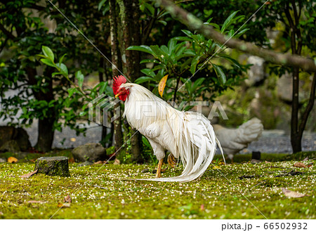 伊勢神宮 神鶏 長鳴鶏 伊勢神宮 神鶏 長鳴鶏 66502932