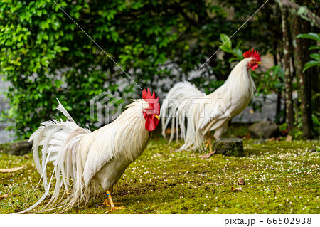 伊勢神宮 神鶏 長鳴鶏 の写真素材 [66502938] - PIXTA