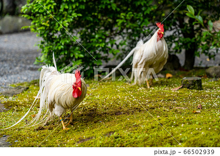 伊勢神宮 神鶏 長鳴鶏 の写真素材