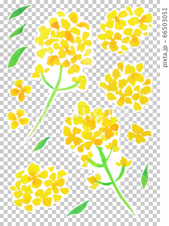 菜の花 66503051