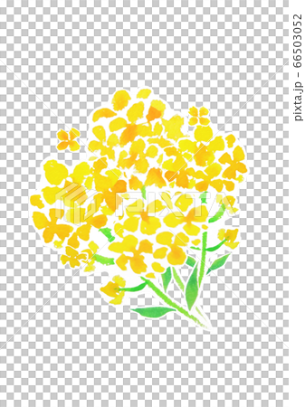 強姦開花 66503052