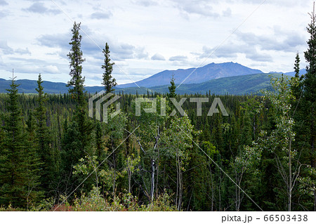 アラスカの樹海 66503438