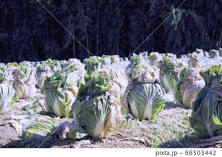 冬の準備 66503442