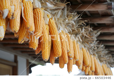もろこし もろこし 66503446