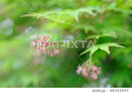 モミジの花 モミジの花 66503447