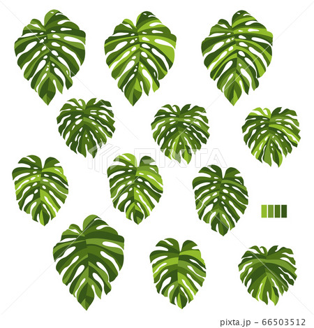 モンステラ 熱帯植物のイラスト のイラスト素材
