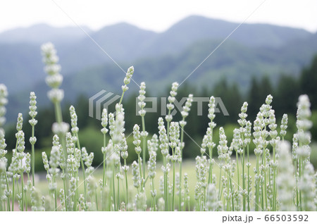 白いラベンダー 秋田県美郷町 白いラベンダー 秋田県美郷町 66503592